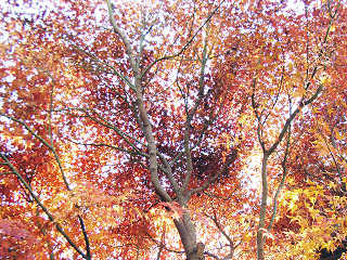 紅葉した楓