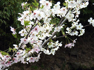 混色の桜 混色の桜